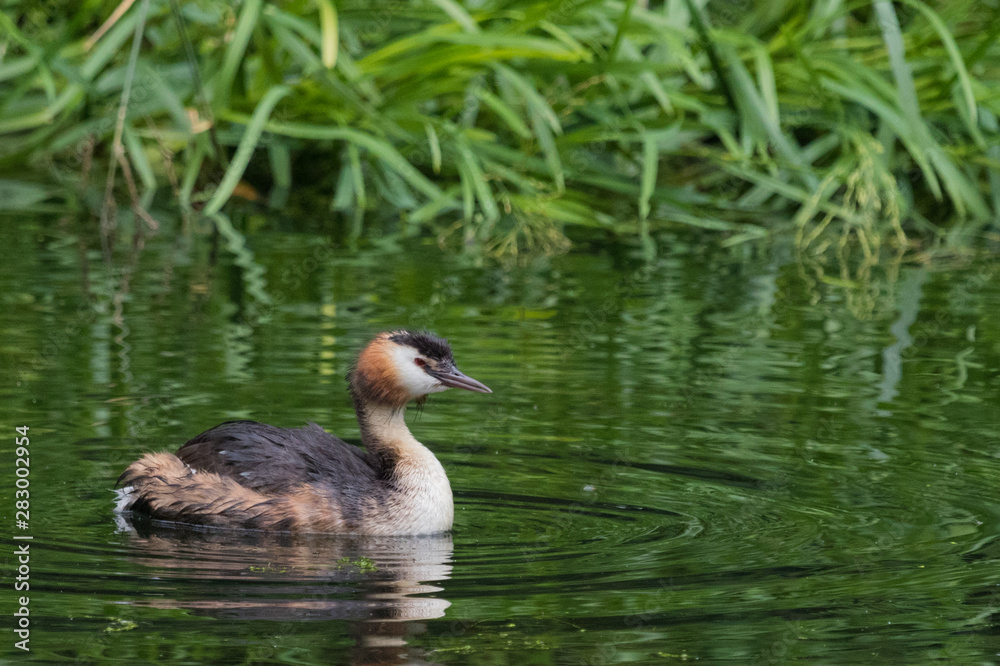 Great Crested Grebe in England