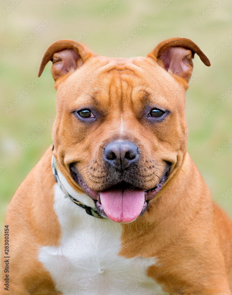Portrait of a white and brown pit bull Portrait of a white and brown pit bull