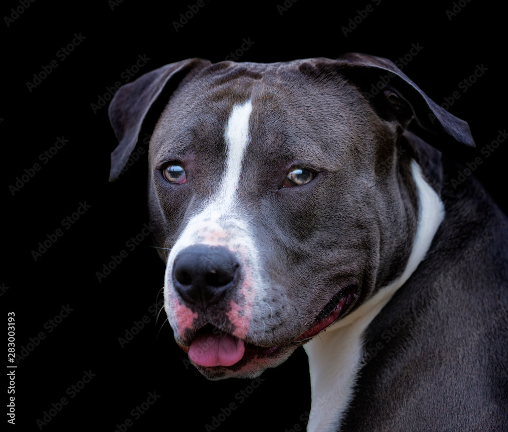 portrait of a dog Stock Photo Adobe Stock