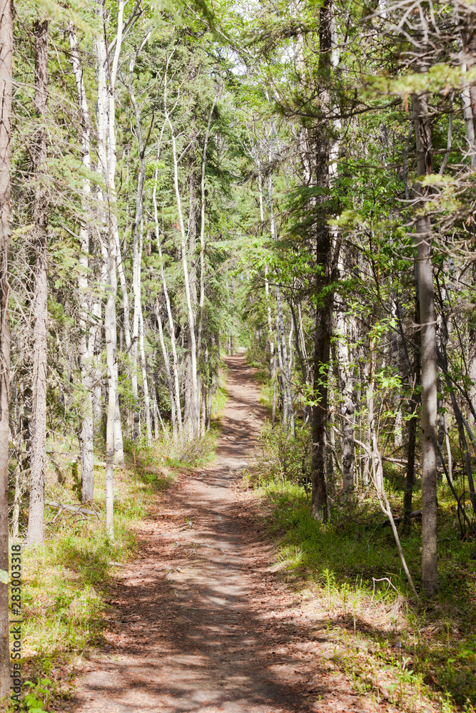 Taiga boreal forest summer trail aspen trees Taiga boreal forest summer trail aspen trees