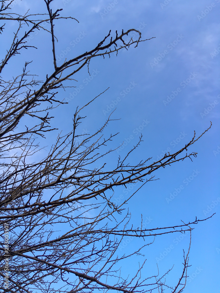 Obraz premium dry brown branches on trees against the sky in the autumn and winter season