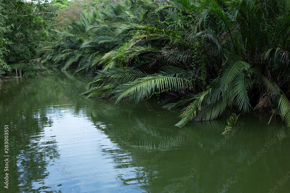 Mangrove or Nypa palm tree in Thailand Mangrove or Nypa palm tree in Thailand