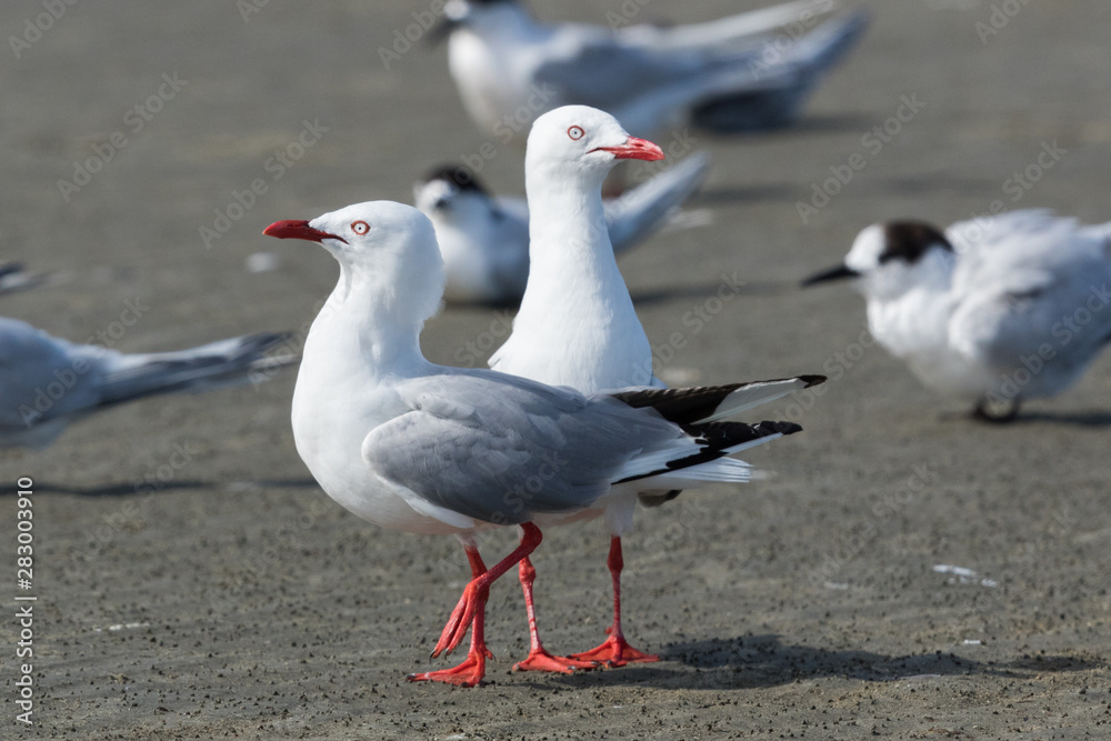 Red Billed Gull in Australasia Red Billed Gull in Australasia