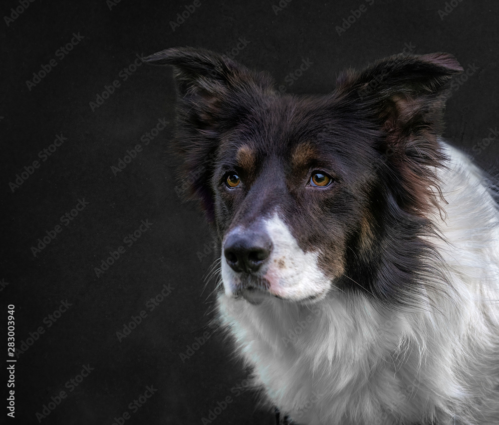 border collie in front of white background border collie in front of white background