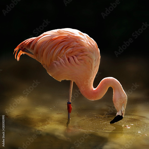 flamingo in the water photo