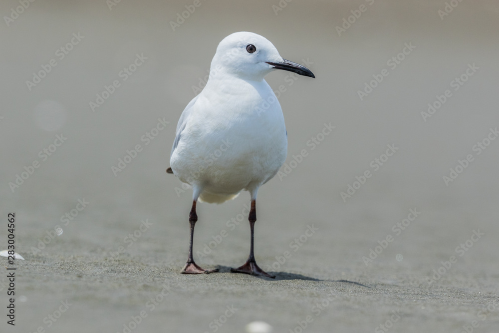 Black Billed Gull Endemic to New Zealand Black Billed Gull Endemic to New Zealand