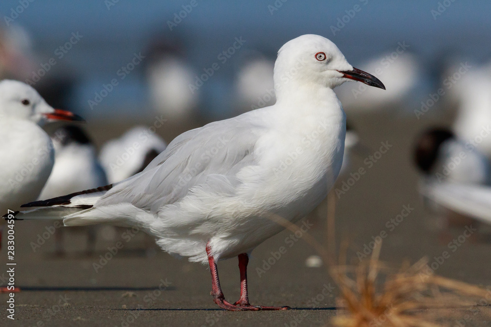 Black Billed Gull Endemic to New Zealand Black Billed Gull Endemic to New Zealand