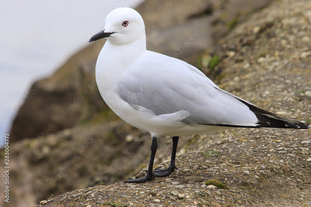 Black Billed Gull Endemic to New Zealand Black Billed Gull Endemic to New Zealand