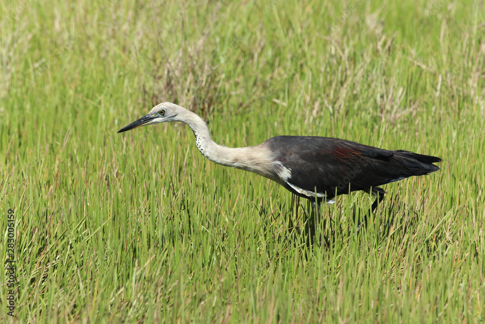 Fototapeta premium Pacific heron in Australia