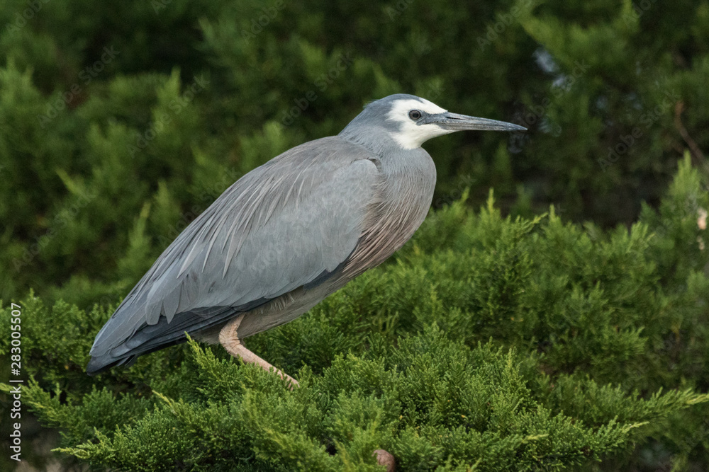 White faced heron in Australasia White faced heron in Australasia