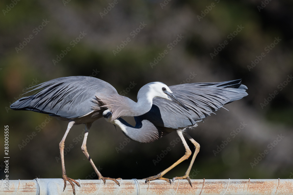 Fototapeta premium White faced heron in Australasia