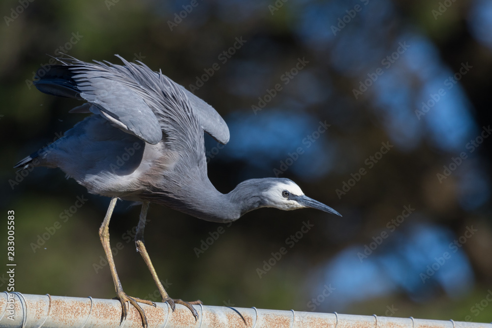 Fototapeta premium White faced heron in Australasia