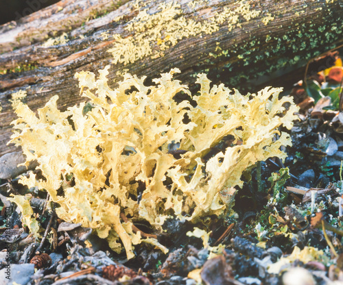 Flavocetraria cucullata lichens boreal forest photo