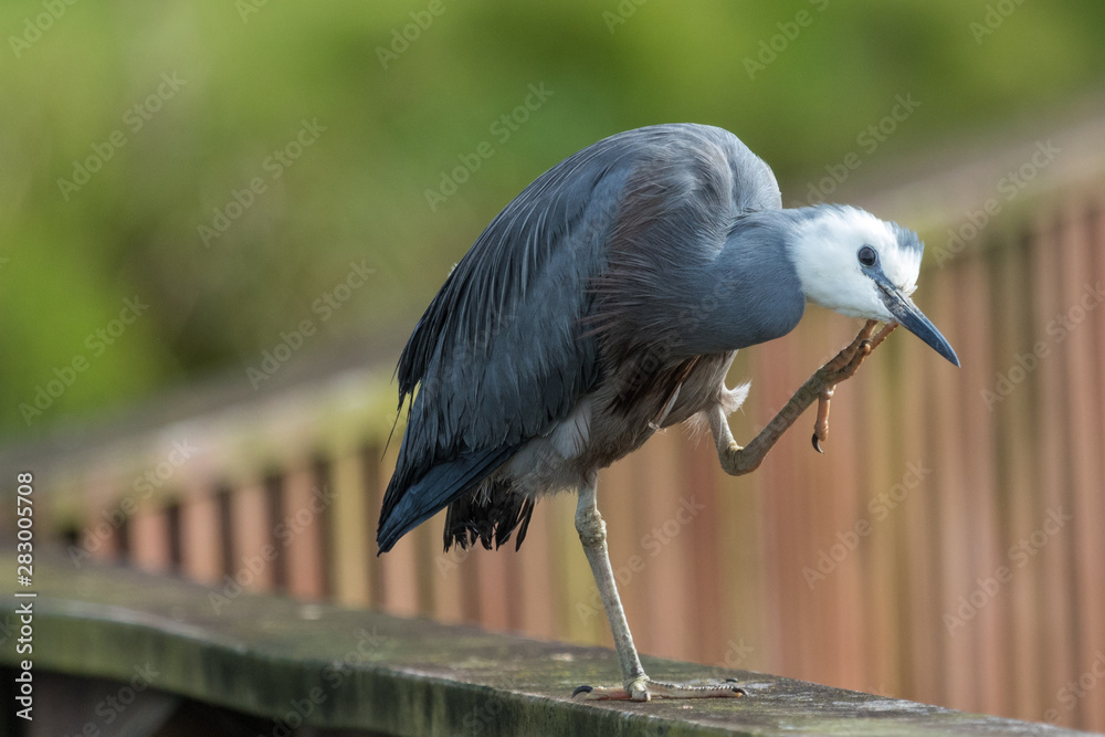 Fototapeta premium White faced heron in Australasia