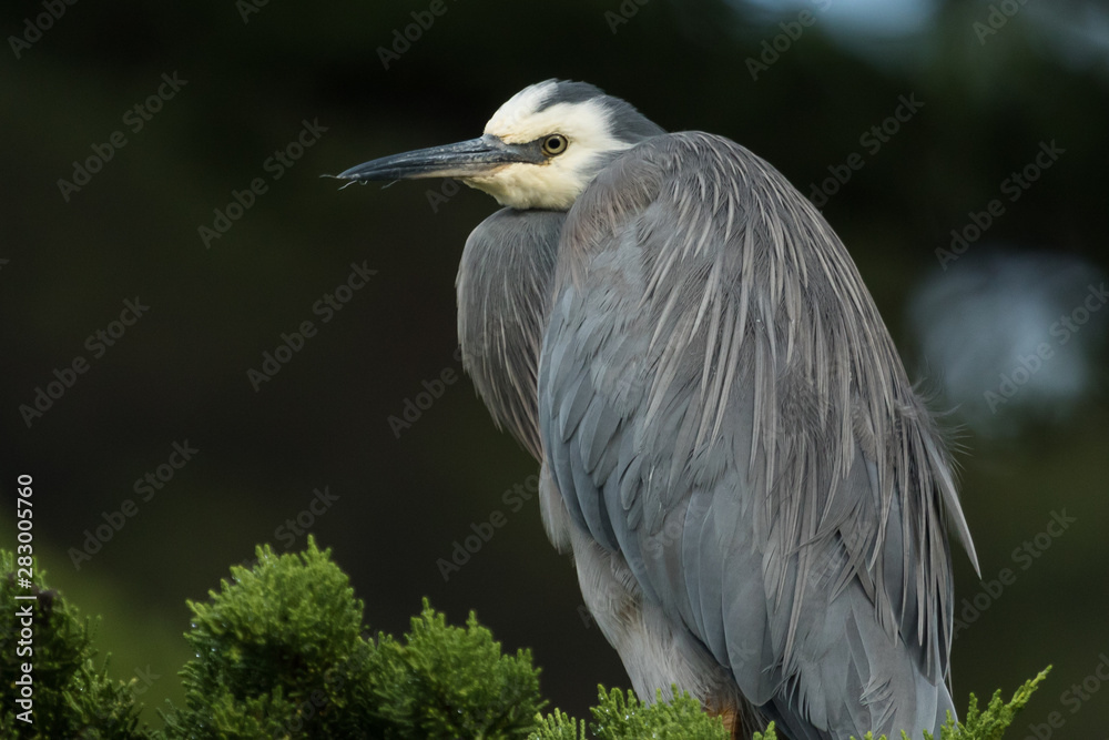 Fototapeta premium White-faced heron in Australasia