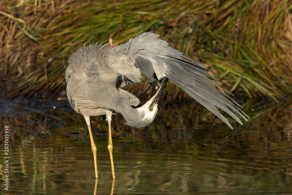 Fototapeta premium White-faced heron in Australasia