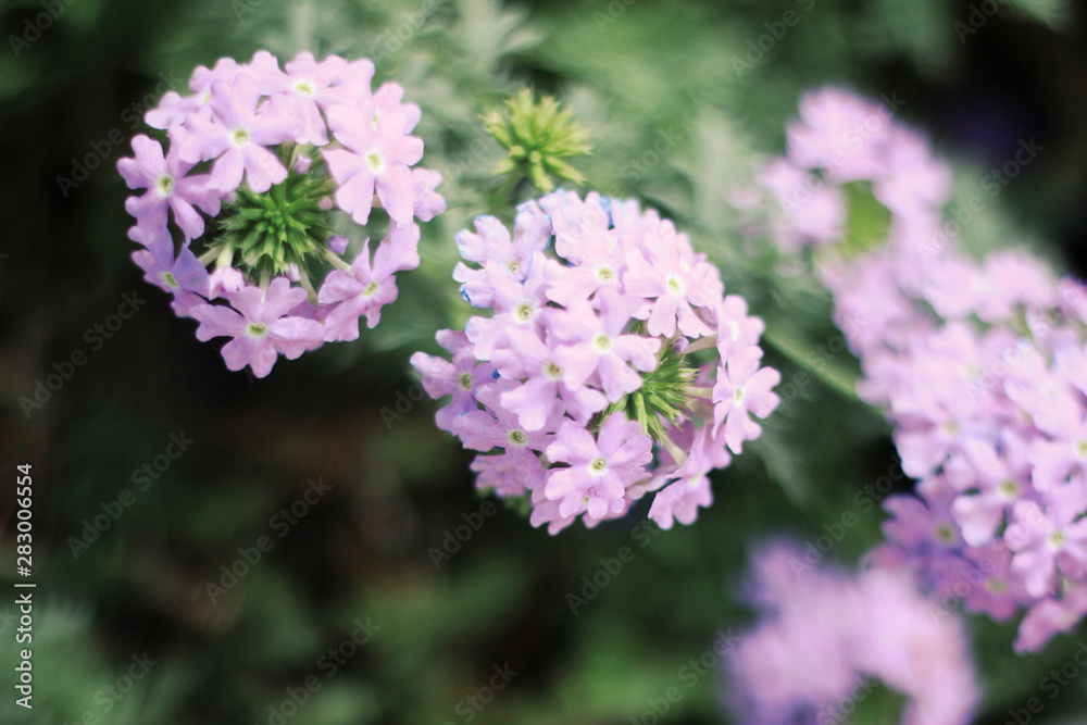 Purple flowers macro shot