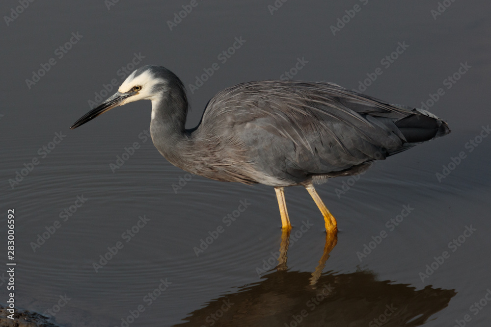 Fototapeta premium White-faced heron in Australasia