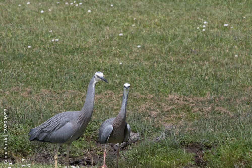 Fototapeta premium White faced heron in Australasia