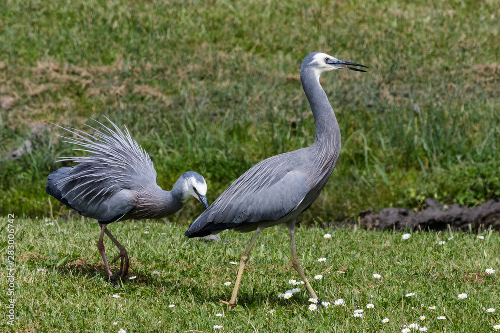 Fototapeta premium White faced heron in Australasia