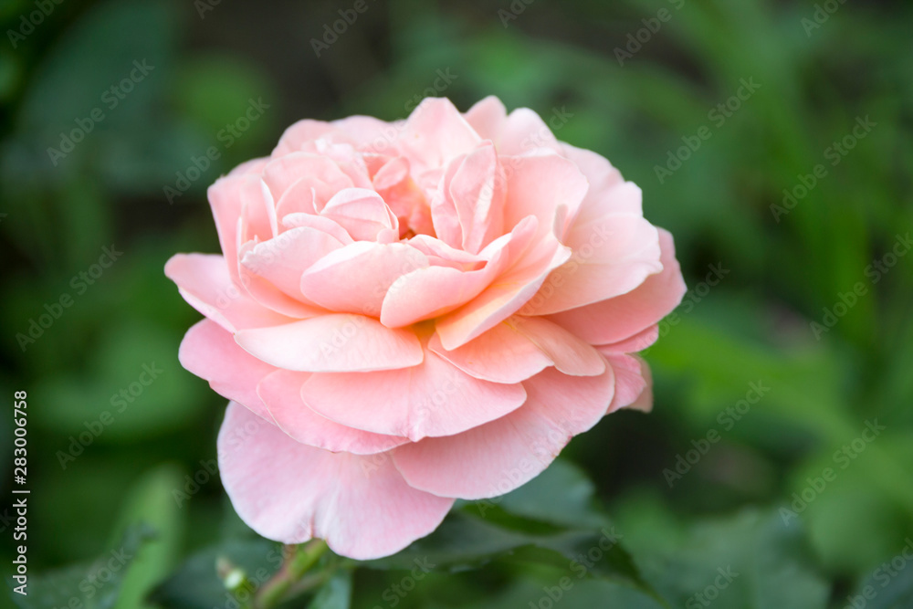 Pale pink rose blooms on the background of a green garden on a summer day