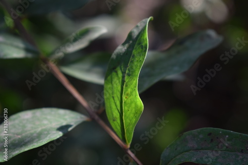 Green Leaves With Sunlight