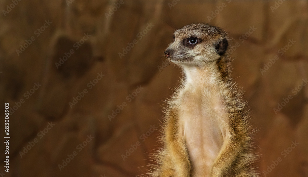 Fototapeta premium Cute meerkat posing on wall background