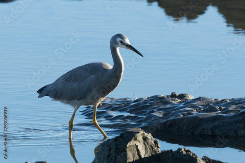 White faced heron in Australasia