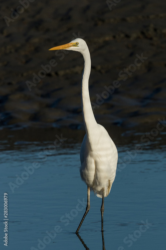White Heron / Great Egret in Australasia