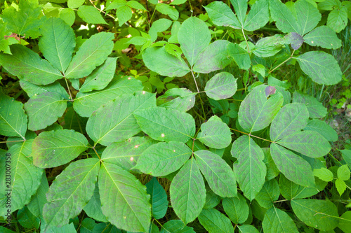 Wild Sarsaparilla Aralia nudicaulis green leaves photo