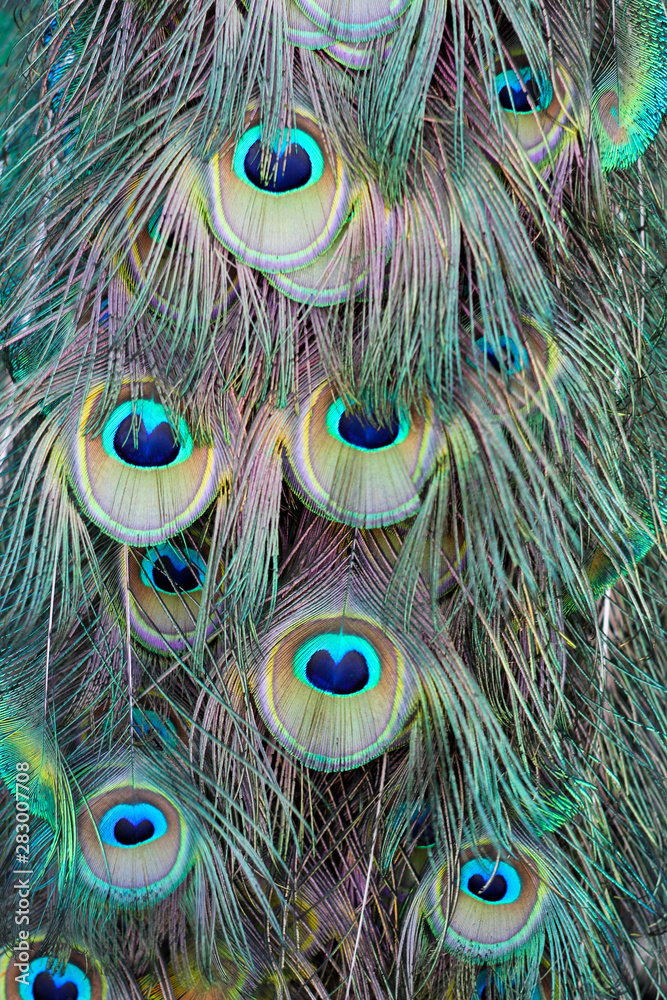 Fototapeta premium up close colorful peacock feathers