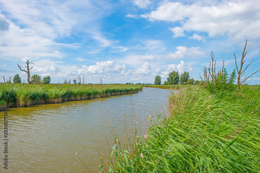 The edge of a pond with reed in a green grassy field below a cloudy blue sky in sunlight in summer
