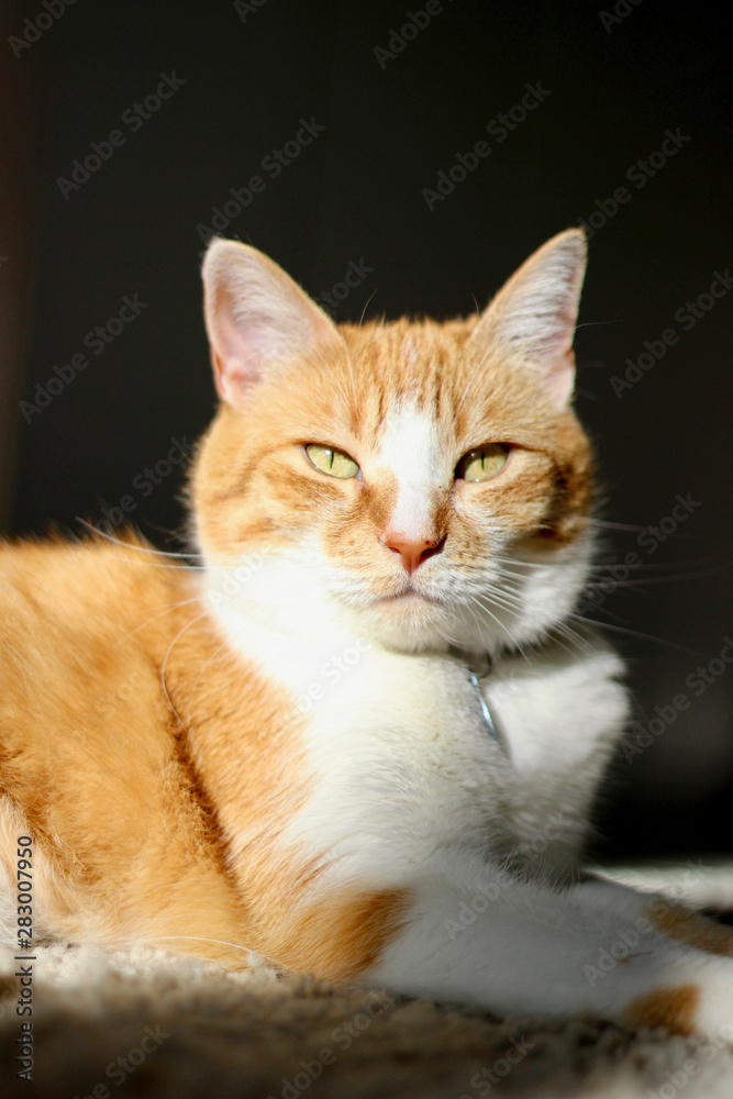 orange cat in sunlight orange cat in sunlight