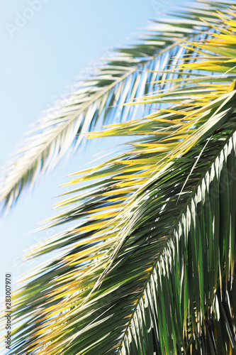 Obraz na plátně natural palm frond