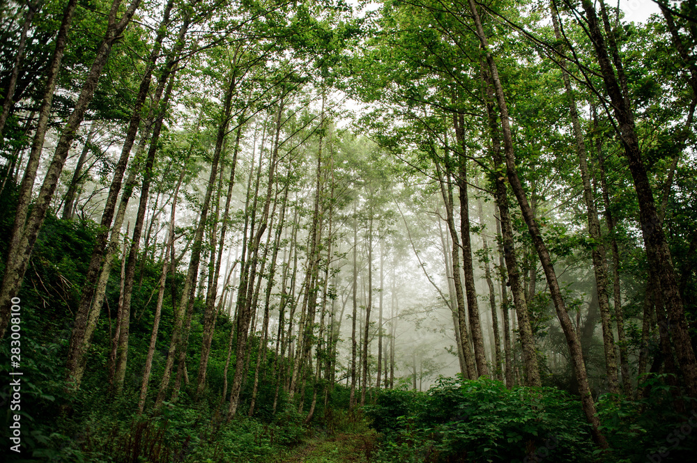 Landscape of the green thin tall tree trunks forest with the fog in the far Landscape of the green thin tall tree trunks forest with the fog in the far