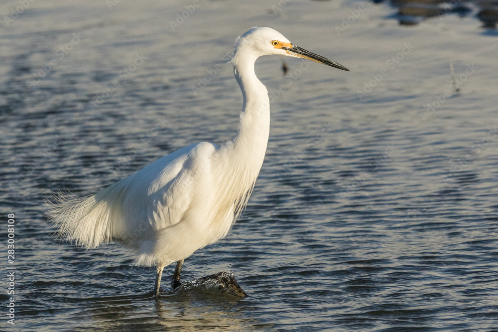 Little Egret in Australasia Little Egret in Australasia
