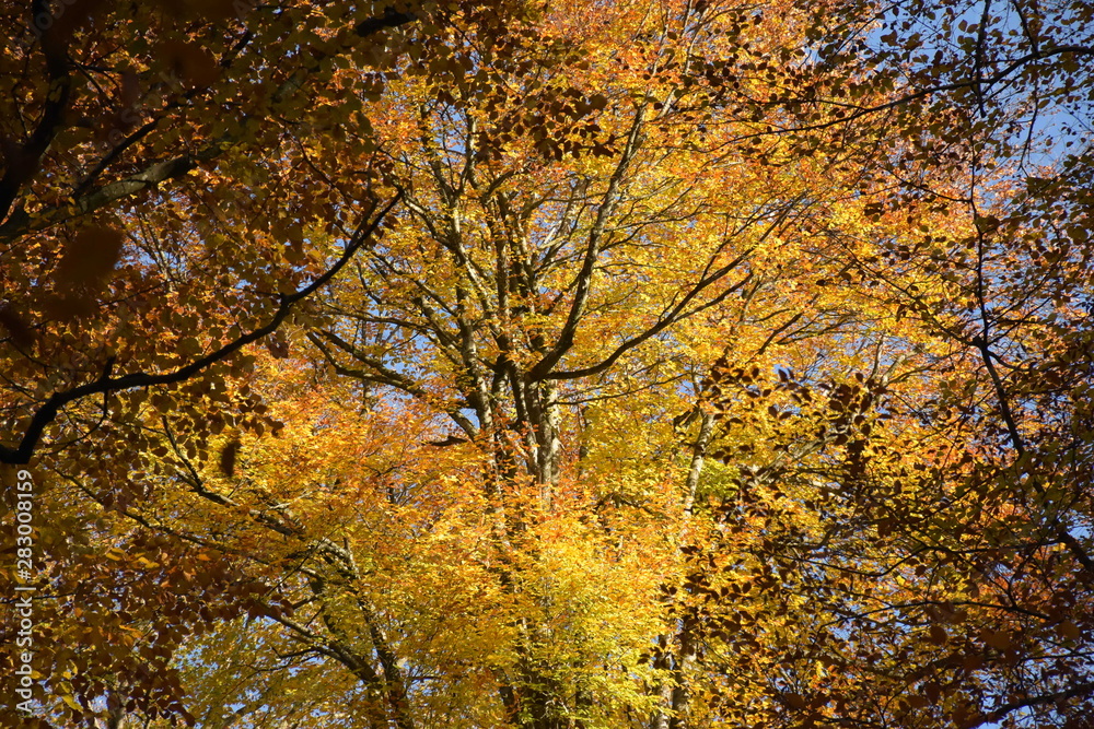 Herbstwald in Gold