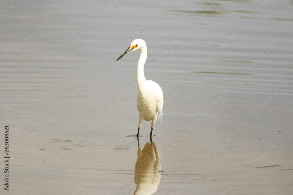 Little Egret in Australasia Little Egret in Australasia