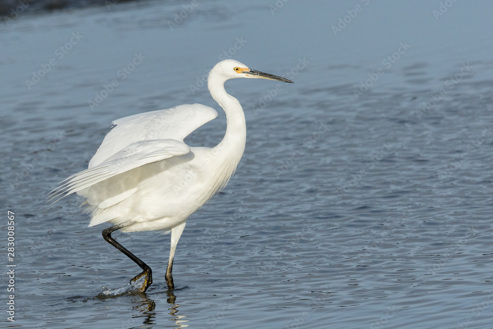 Little Egret in Australasia Little Egret in Australasia