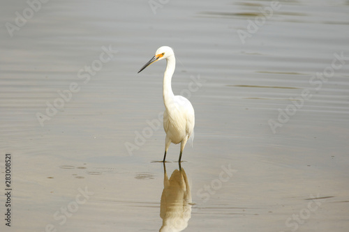 Little Egret in Australasia © Imogen