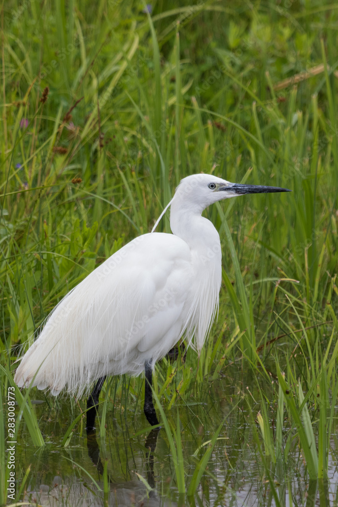 Little Egret in Australasia Little Egret in Australasia