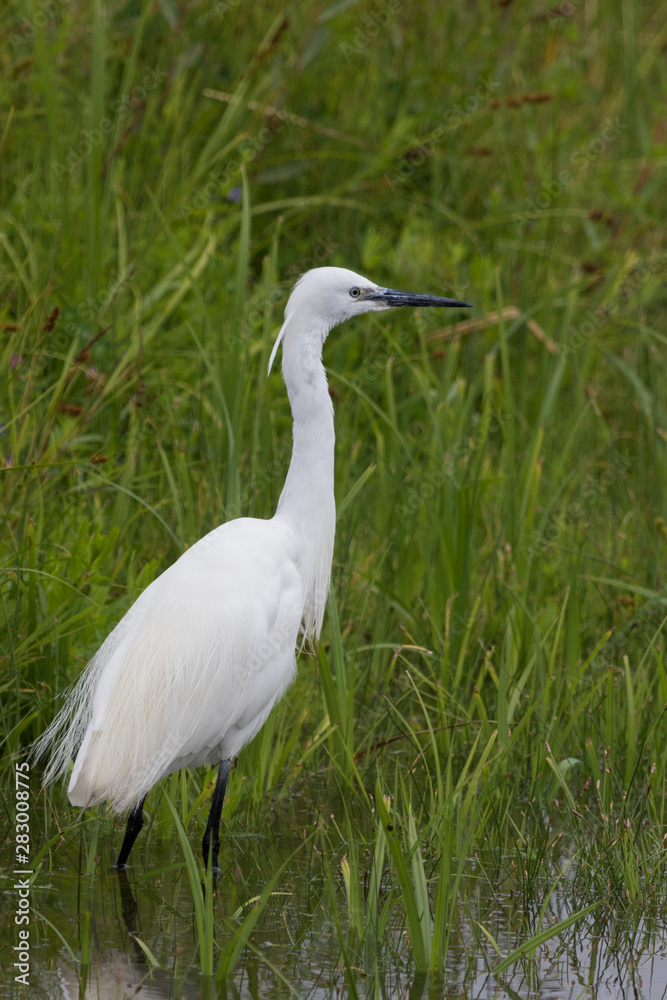 Little Egret in Australasia Little Egret in Australasia