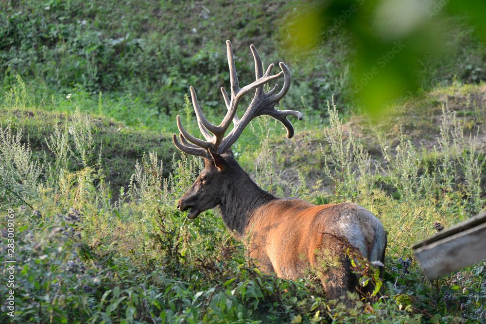 beautiful deer in the reserve in Belarus beautiful deer in the reserve in Belarus