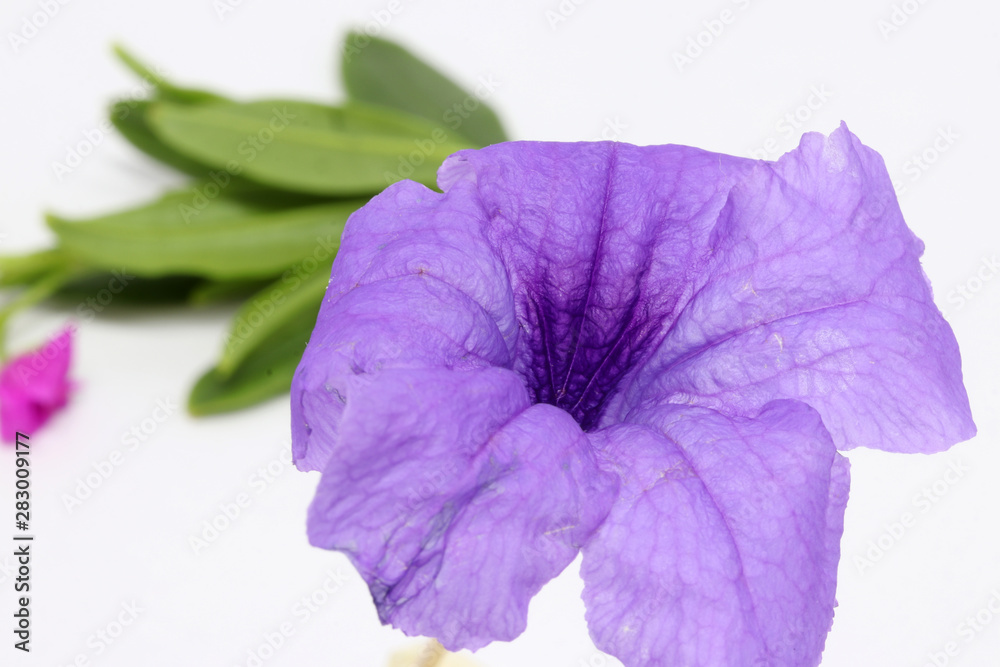 Purple blossom flower with out focus green leaf background. Purple blossom flower with out focus green leaf background.