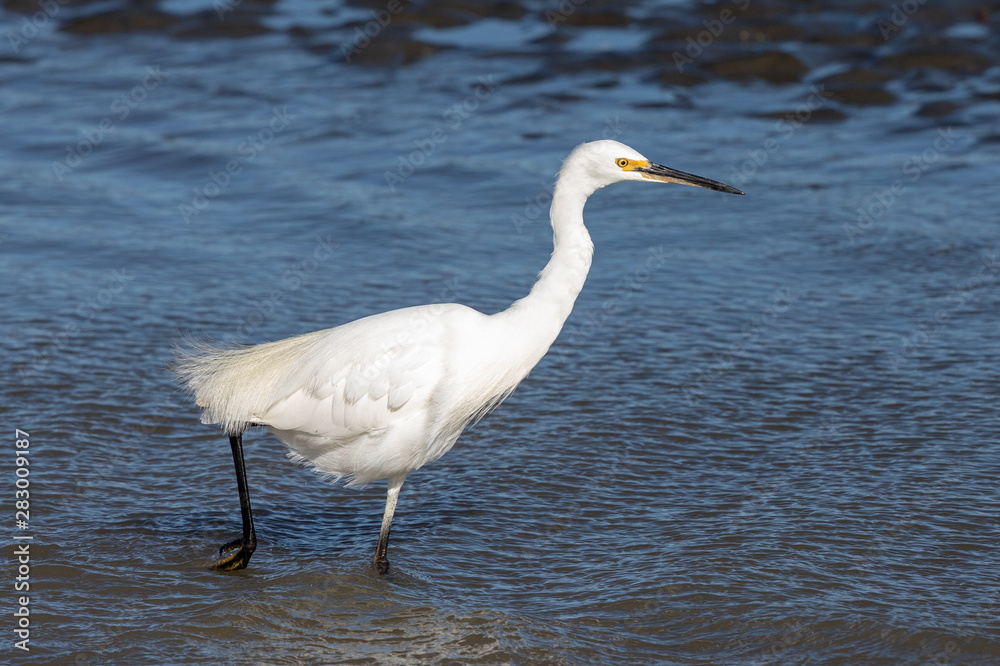 Little egret in Australasia