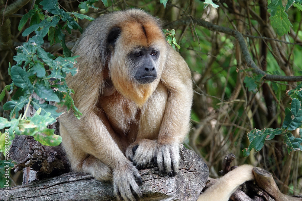 Obraz premium Singe hurleur