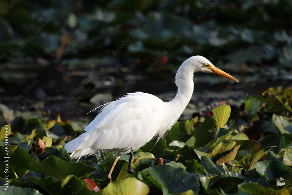 Intermediate egret in Australia Intermediate egret in Australia