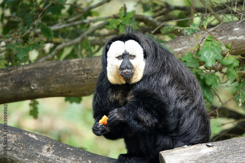 Obraz premium Saki en train de manger