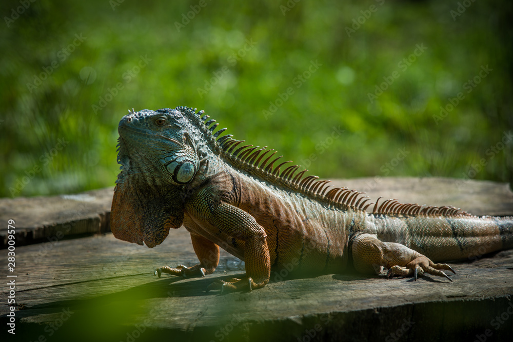 Green Iguana on a branch
