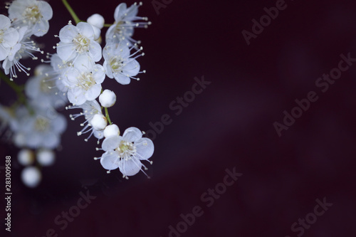 white small flowers on a black background